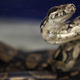 Illustration for article titled UK Woman Finds Boa Constrictor After Buying Used Volkswagen